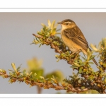 Phragmite des joncs (Acrocephalus schoenobaenus - Sedge Warbler)