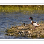 Tadorne de Belon (Tadorna tadorna - Common Shelduck)