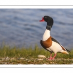 Tadorne de Belon (Tadorna tadorna - Common Shelduck)