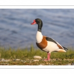 Tadorne de Belon (Tadorna tadorna - Common Shelduck)