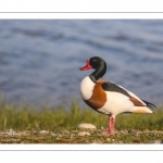 Tadorne de Belon (Tadorna tadorna - Common Shelduck)