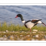 Tadorne de Belon (Tadorna tadorna - Common Shelduck)