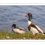 Tadorne de Belon (Tadorna tadorna - Common Shelduck)