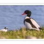 Tadorne de Belon (Tadorna tadorna - Common Shelduck)