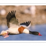 Tadorne de Belon (Tadorna tadorna - Common Shelduck)