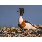 Tadorne de Belon (Tadorna tadorna - Common Shelduck)