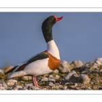 Tadorne de Belon (Tadorna tadorna - Common Shelduck)