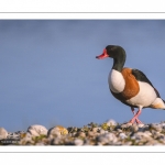 Tadorne de Belon (Tadorna tadorna - Common Shelduck)