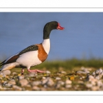 Tadorne de Belon (Tadorna tadorna - Common Shelduck)