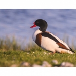 Tadorne de Belon (Tadorna tadorna - Common Shelduck)