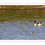 Tadorne de Belon (Tadorna tadorna - Common Shelduck)