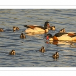 Tadorne de Belon (Tadorna tadorna - Common Shelduck)