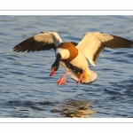 Tadorne de Belon (Tadorna tadorna - Common Shelduck)