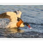 Tadorne de Belon (Tadorna tadorna - Common Shelduck)