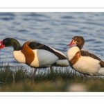 Tadorne de Belon (Tadorna tadorna - Common Shelduck)