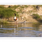 Tadorne de Belon (Tadorna tadorna - Common Shelduck)