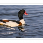 Tadorne de Belon (Tadorna tadorna - Common Shelduck)