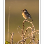 Tarier pâtre (Saxicola rubicola - European Stonechat)