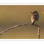 Tarier pâtre (Saxicola rubicola - European Stonechat)