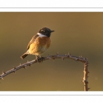 Tarier pâtre (Saxicola rubicola - European Stonechat)