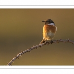 Tarier pâtre (Saxicola rubicola - European Stonechat)