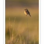 Tarier pâtre (Saxicola rubicola - European Stonechat)