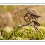 Tarier pâtre (Saxicola rubicola - European Stonechat)