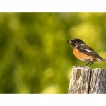 Tarier pâtre (Saxicola rubicola - European Stonechat)