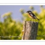 Tarier pâtre (Saxicola rubicola - European Stonechat)