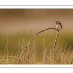 Tarier pâtre (Saxicola rubicola - European Stonechat)