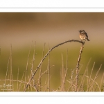 Tarier pâtre (Saxicola rubicola - European Stonechat)