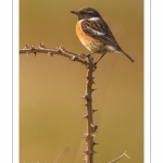 Tarier pâtre (Saxicola rubicola - European Stonechat)