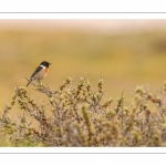 Tarier pâtre (Saxicola rubicola - European Stonechat)