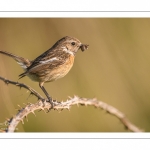 Tarier pâtre (Saxicola rubicola - European Stonechat)