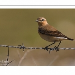 Traquet motteux (Oenanthe oenanthe - Northern Wheatear)