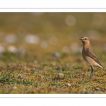 Traquet motteux (Oenanthe oenanthe - Northern Wheatear)