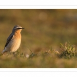 Traquet motteux (Oenanthe oenanthe - Northern Wheatear)