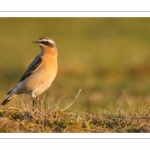 Traquet motteux (Oenanthe oenanthe - Northern Wheatear)