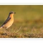 Traquet motteux (Oenanthe oenanthe - Northern Wheatear)