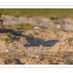 Traquet motteux (Oenanthe oenanthe - Northern Wheatear)