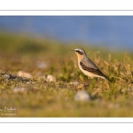 Traquet motteux (Oenanthe oenanthe - Northern Wheatear)