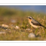 Traquet motteux (Oenanthe oenanthe - Northern Wheatear)