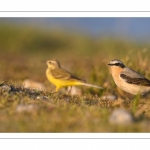 Traquet motteux (Oenanthe oenanthe - Northern Wheatear)