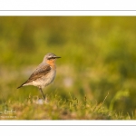 Traquet motteux (Oenanthe oenanthe - Northern Wheatear)