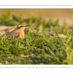 Traquet motteux (Oenanthe oenanthe - Northern Wheatear)