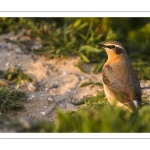 Traquet motteux (Oenanthe oenanthe - Northern Wheatear)