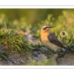 Traquet motteux (Oenanthe oenanthe - Northern Wheatear)