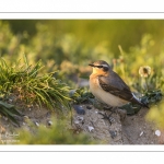 Traquet motteux (Oenanthe oenanthe - Northern Wheatear)