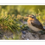 Traquet motteux (Oenanthe oenanthe - Northern Wheatear)