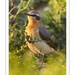 Traquet motteux (Oenanthe oenanthe - Northern Wheatear)